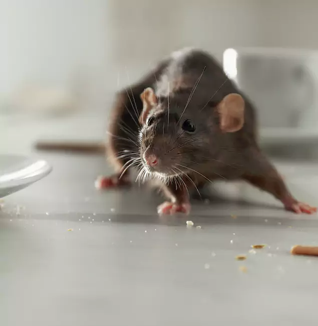 Why Choose Parsippany Pest Control Pro for Rodent Control in Parsippany, NJ?