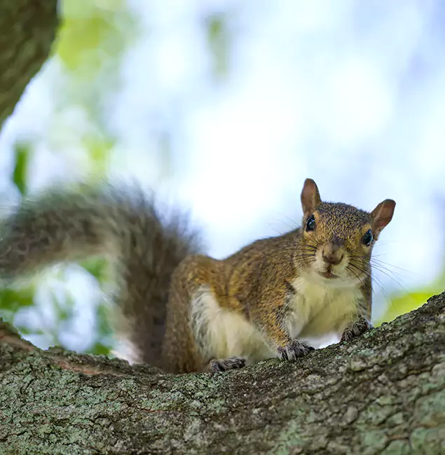 Why Parsippany, NJ Relies on Parsippany Pest Control Pro for Squirrel Pest Control?