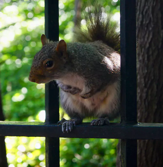Why Parsippany, NJ Chooses Parsippany Pest Control Pro for Squirrel Removal?
