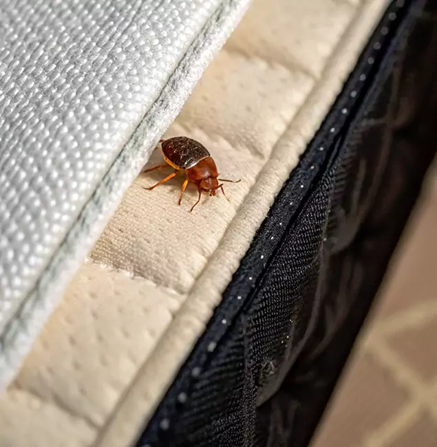 Why Parsippany Homeowners Trust Parsippany Pest Control Pro for Tick Treatment?