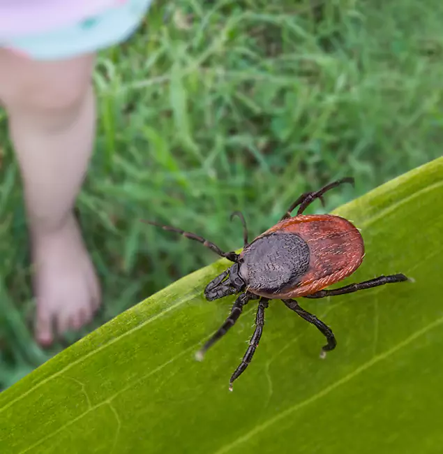 Why Parsippany Homeowners Choose Parsippany Pest Control Pro for Tick Extermination?
