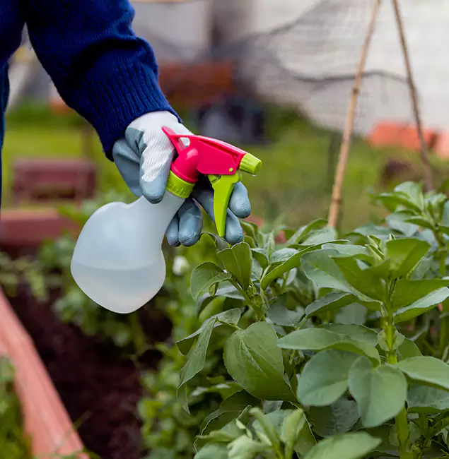 Why Parsippany Relies on Parsippany Pest Control Pro for Wasp Control Services?