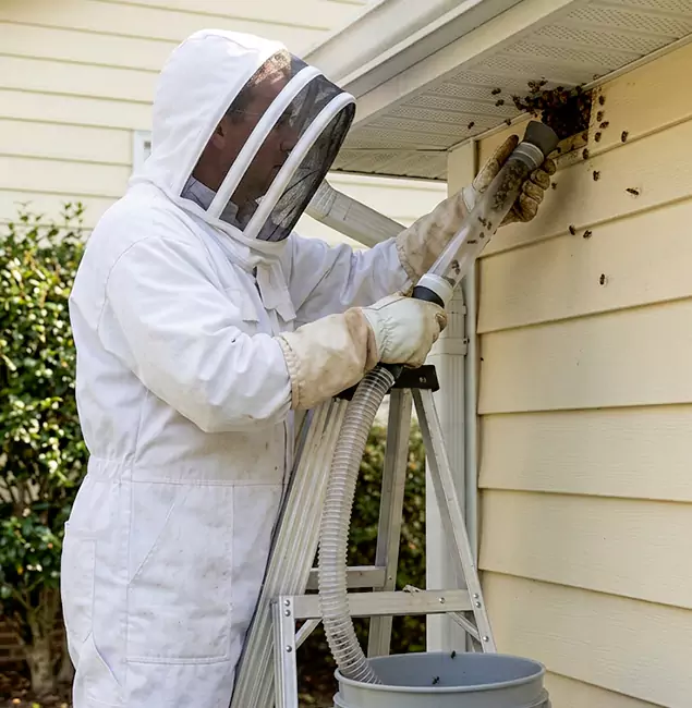 Why Parsippany Trusts Parsippany Pest Control Pro for Wasp Control?