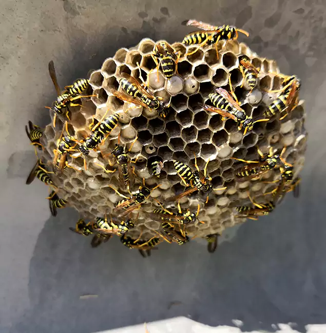 Why Parsippany Chooses Parsippany Pest Control Pro for Wasp Control Services?