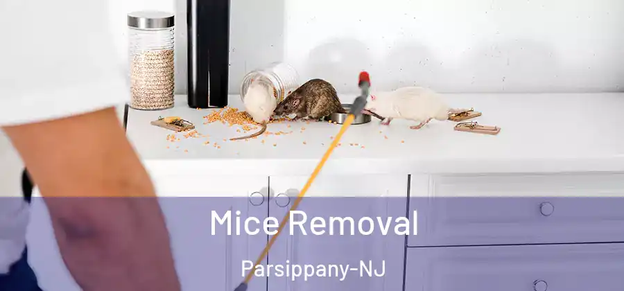 Mice Removal Parsippany-NJ