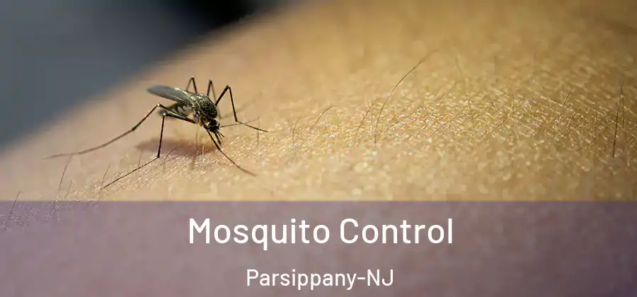  Mosquito Control Parsippany-NJ