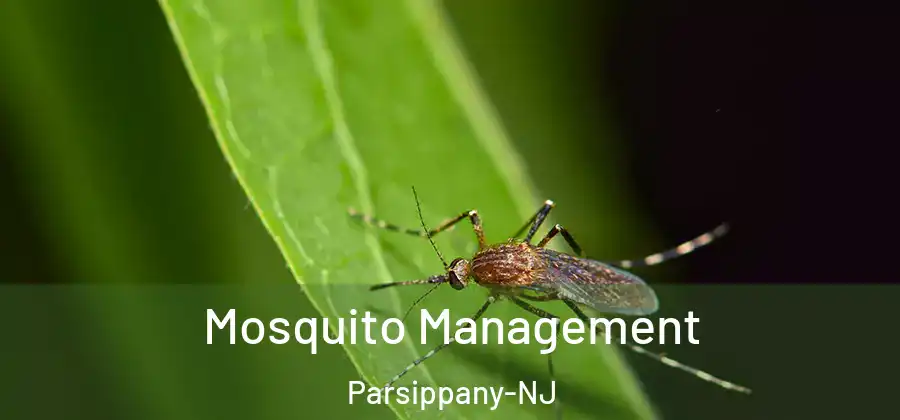 Mosquito Management Parsippany-NJ
