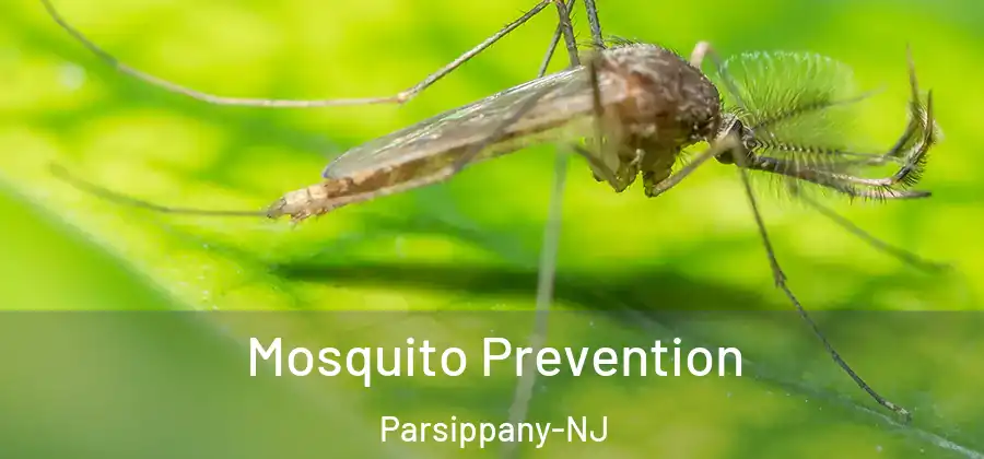 Mosquito Prevention Parsippany-NJ