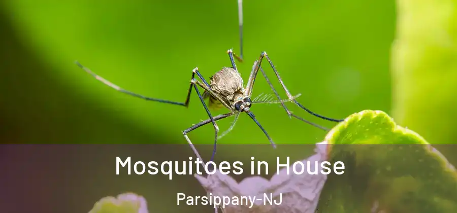Mosquitoes in House Parsippany-NJ