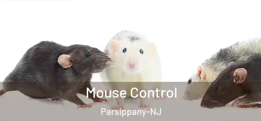  Mouse Control Parsippany-NJ
