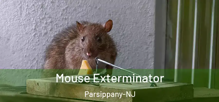 Mouse Exterminator Parsippany-NJ