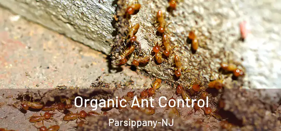Organic Ant Control Parsippany-NJ
