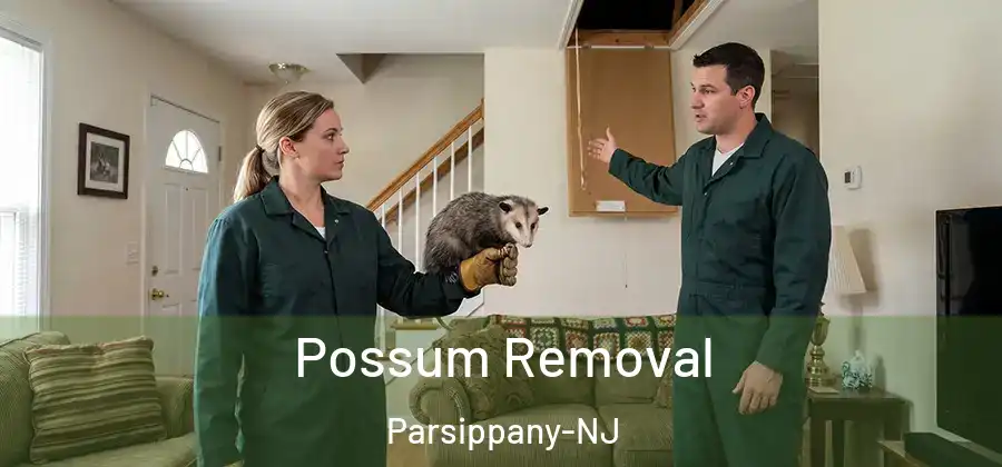 Possum Removal Parsippany-NJ