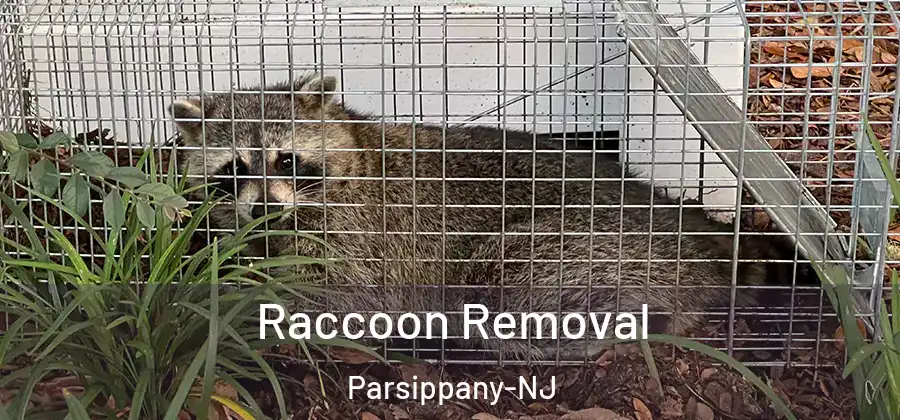  Raccoon Removal Parsippany-NJ