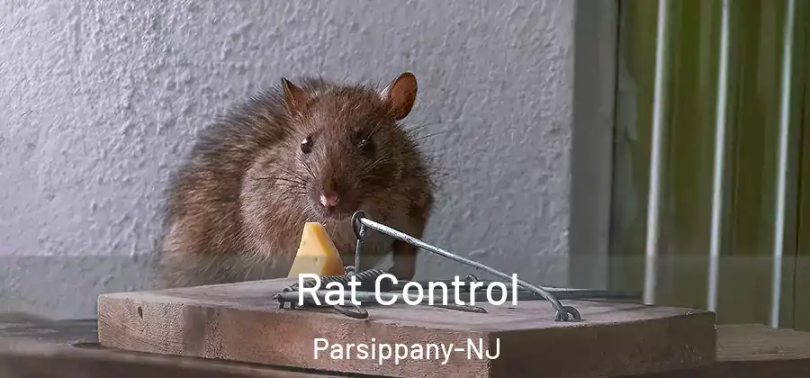 Rat Control Parsippany-NJ