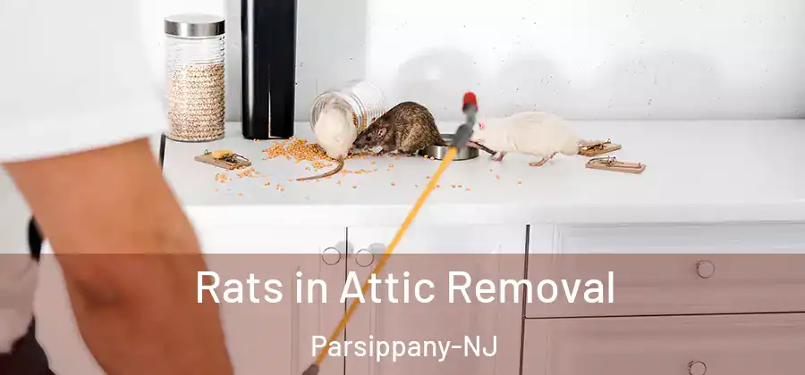 Rats in Attic Removal Parsippany-NJ