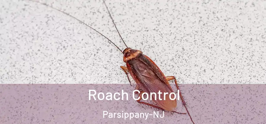  Roach Control Parsippany-NJ