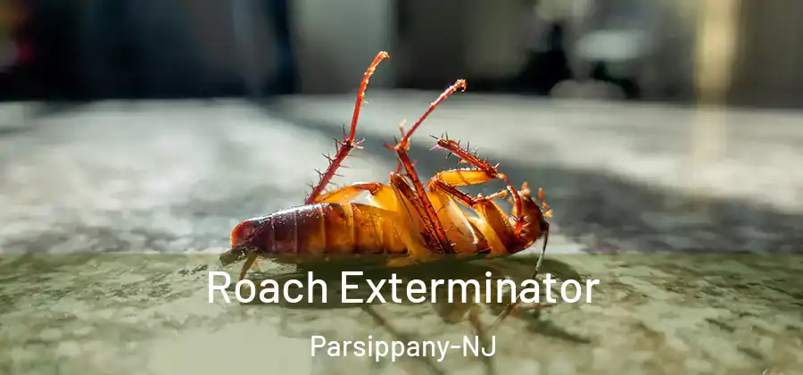  Roach Exterminator Parsippany-NJ