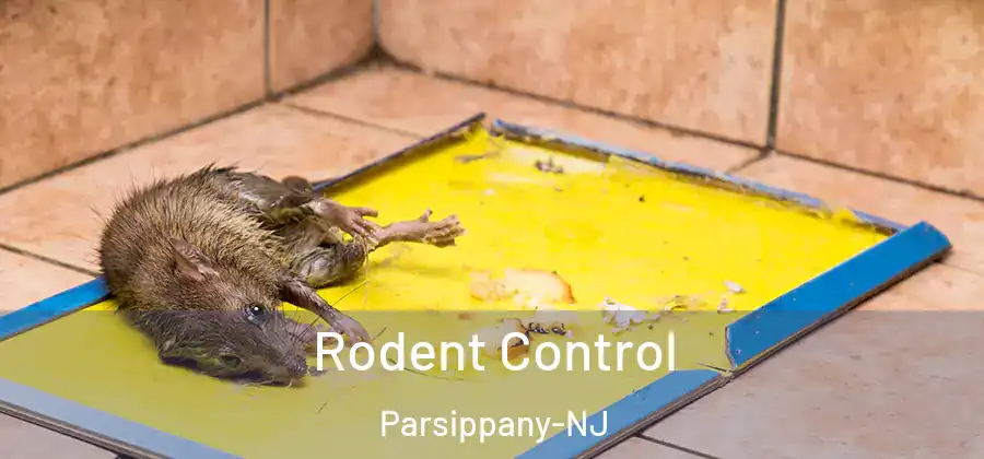 Rodent Control Parsippany-NJ