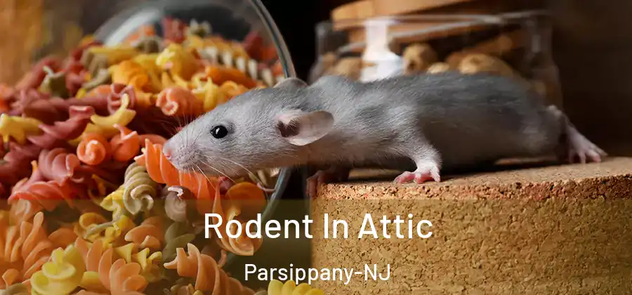 Rodent In Attic Parsippany-NJ