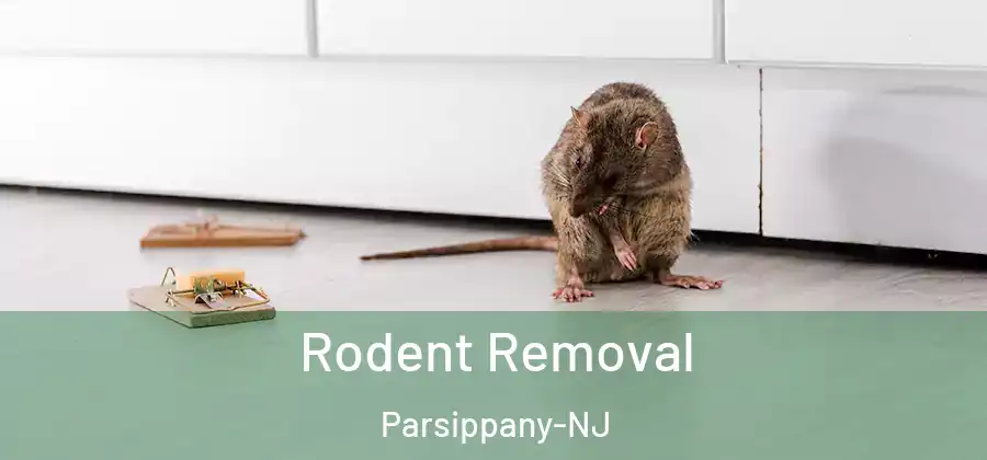 Rodent Removal Parsippany-NJ