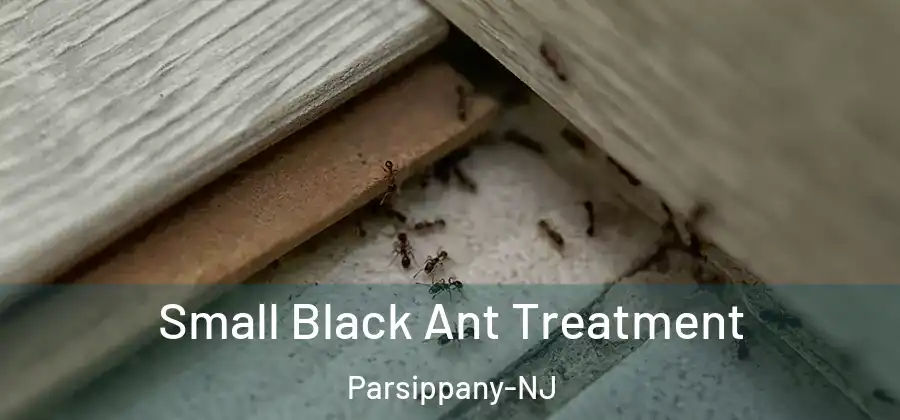 Small Black Ant Treatment Parsippany-NJ