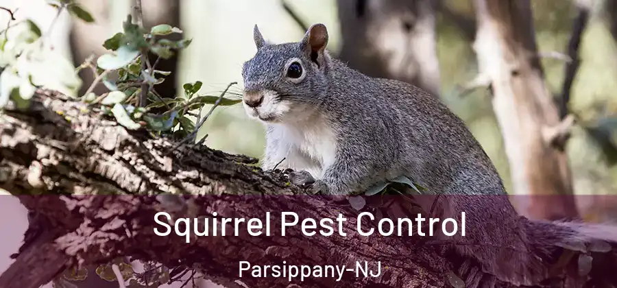 Squirrel Pest Control Parsippany-NJ