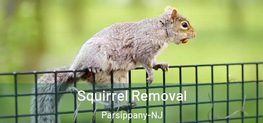 Squirrel Removal Parsippany-NJ