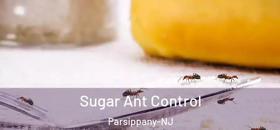 Sugar Ant Control Parsippany-NJ