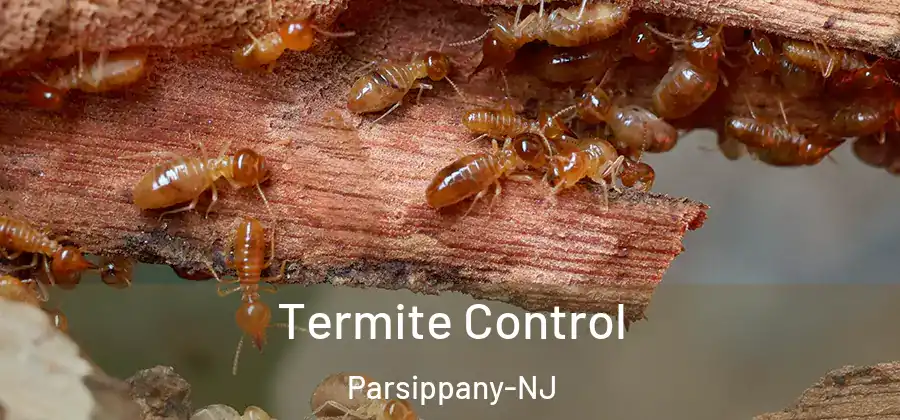  Termite Control Parsippany-NJ