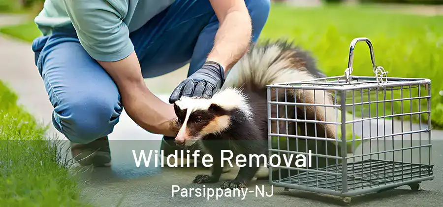 Wildlife Removal Parsippany-NJ